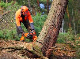 Best Tree Removal Services  in Elizabethville, PA